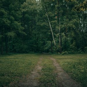 Forest Nature - A tranquil unpaved pathway leads through a dense #12335112