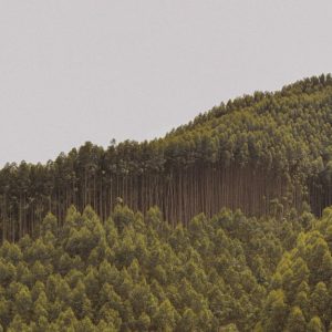 Forest Nature - A stunning view of dense forest canopies under a #13981884