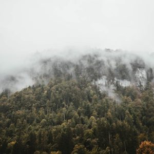 Forest Nature - Serene fog envelops a lush forest hillside in Ba #1442480