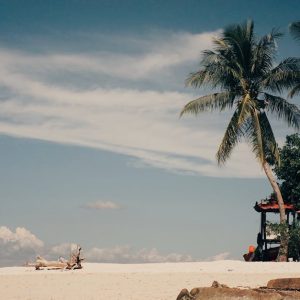 Beach Scenery - Serene beach scene featuring palm trees, white s #14570524