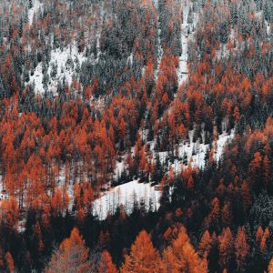 Forest Nature - Aerial view of a forest with vibrant orange foli #14730102