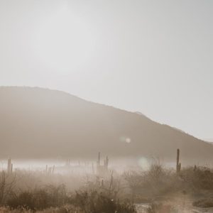 Desert Wilderness - A tranquil desert scene with cacti under a brigh #16300644