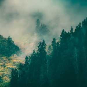 Forest Nature - A tranquil forest scene with mist enveloping eve #17104398