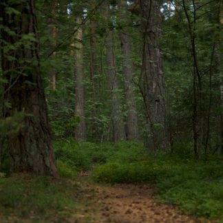 Forest Nature - Explore the serene footpath through a vibrant gr #17472741