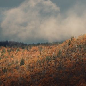 Forest Nature - Beautiful autumn forest scenery in Jönköping, Sw #19067377