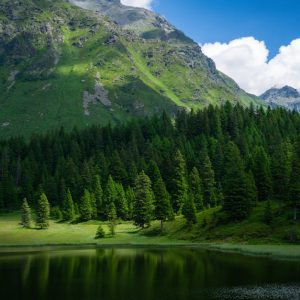 Forest Nature - Peaceful mountain landscape with coniferous fore #20943861