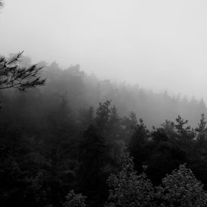 Forest Nature - Black and white photo of a foggy coniferous fore #22924802