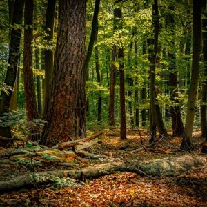 Forest Nature - Tranquil forest with sunlight filtering through  #28523280