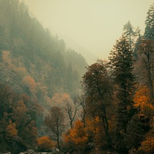 Forest Nature - Breathtaking view of an autumn forest with misty #29292797