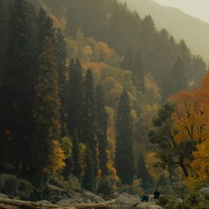 Forest Nature - Breathtaking aerial view of a tranquil autumn fo #29292799