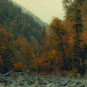 Forest Nature - A beautiful aerial view of an autumn forest with #29292800