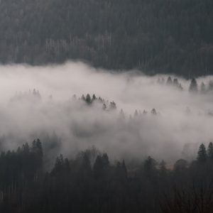 Forest Nature - Serene misty forest landscape with fog covering  #30882618