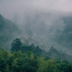Forest Nature - A serene mountain landscape covered in lush gree #31196710