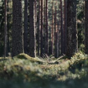 Forest Nature - A serene scene of tall pine trees in a forest wi #31628982