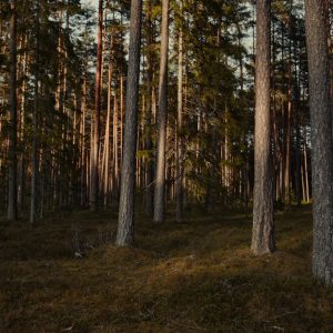 Forest Nature - A peaceful view of a dense evergreen forest with #32178460