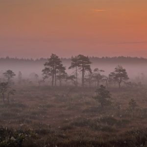Forest Nature - A serene misty sunrise over Mukri Bog in Rapla C #33180708