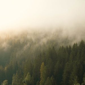 Forest Nature - Serene forest landscape with misty fog envelopin #33828081