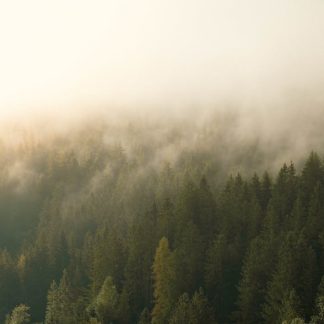 Forest Nature - Serene forest landscape with misty fog envelopin #33828081