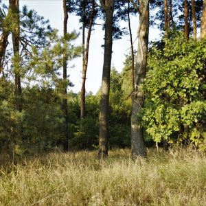Forest Nature - Serene forest view showcasing tall trees and lus #33863290