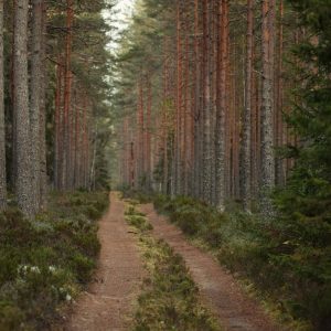 Forest Nature - A tranquil path leading through a dense, lush pi #34104624