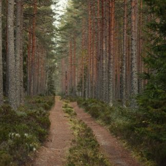Forest Nature - A tranquil path leading through a dense, lush pi #34104624