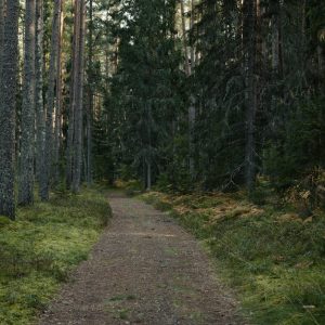 Forest Nature - Pathway winding through a serene evergreen fores #34235343