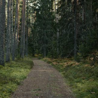Forest Nature - Pathway winding through a serene evergreen fores #34235343
