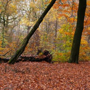 Forest Nature - Captivating autumn forest with vibrant orange an #34652762