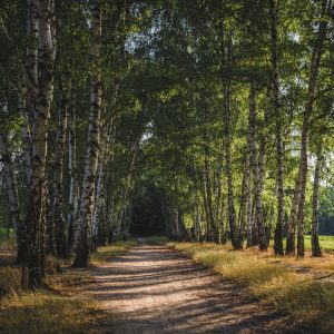 Forest Nature - Quiet forest path with birch trees in Warsaw's l #34981931