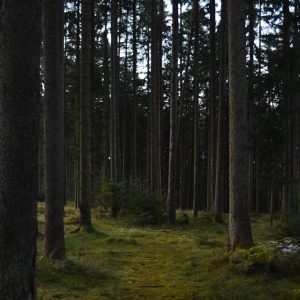 Forest Nature - A peaceful view of a dense forest with tall tree #35088345