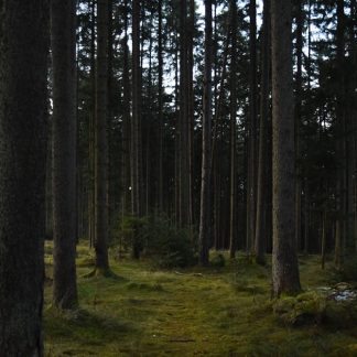 Forest Nature - A peaceful view of a dense forest with tall tree #35088345