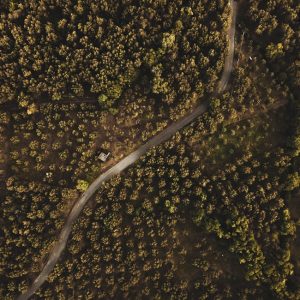 Forest Nature - Stunning aerial view of a dense forest with a wi #36283760