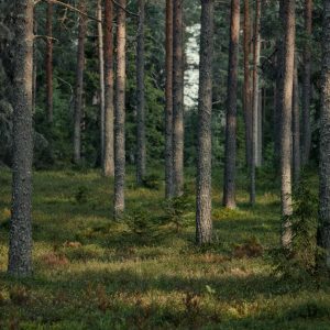 Forest Nature - Peaceful scene of tall pine trees in a lush gree #36533515