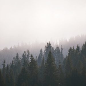 Forest Nature - A serene evergreen forest covered in mist, creat #4155191