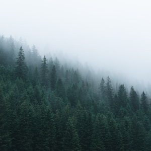 Forest Nature - A serene misty forest with dense coniferous tree #5107843
