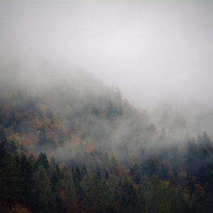 Forest Nature - Serene misty forest in Trentino-Alto Adige, Ital #5415510
