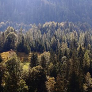 Forest Nature - Lush coniferous forest in Furna, Switzerland, sh #5520784