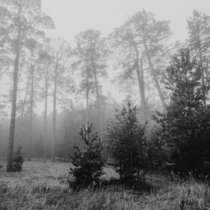 Forest Nature - Black and white image of tall trees in a foggy f #5853958