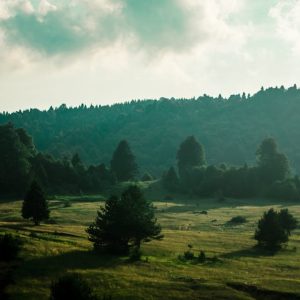 Forest Nature - A serene rural landscape featuring rolling hills #8656804
